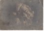 anno 1921 tartufo trovato dai tartufai di certaldo